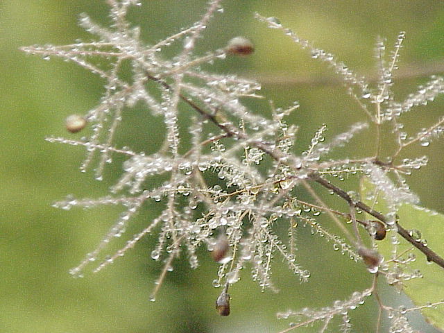 Smoke-tree (Cotinus coggygria)