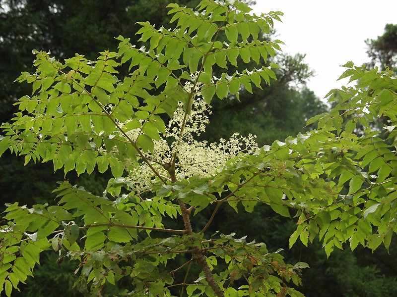 Japanese angelica tree (Aralia elata)