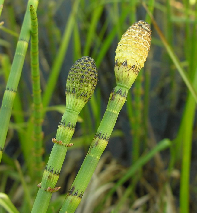 Holpijp (Equisetum fluviatile)