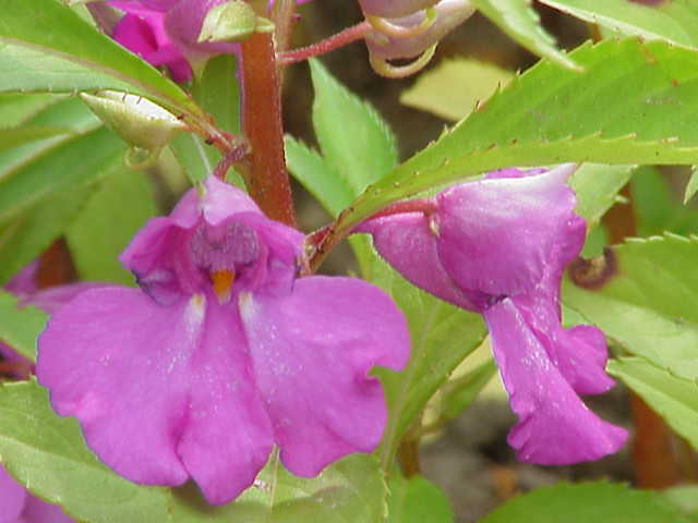 Balsamine des jardins (Impatiens balsamina)