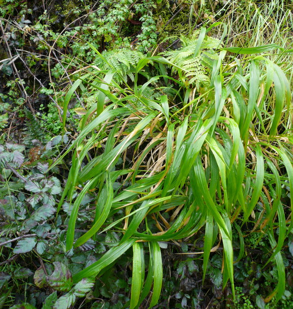 False brome (Brachypodium sylvaticum)