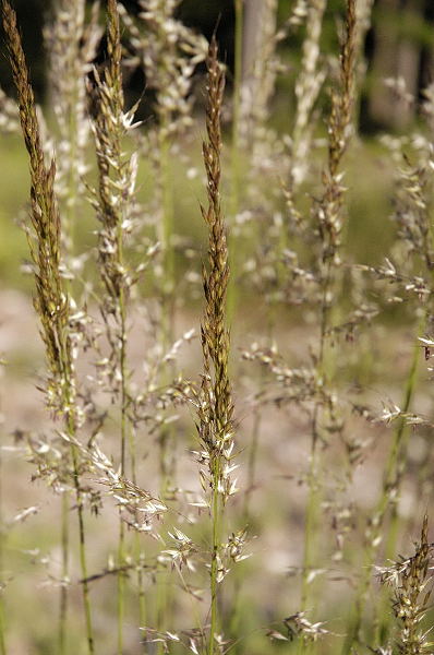 Korean feather reed grass (Calamagrostis brachytricha)