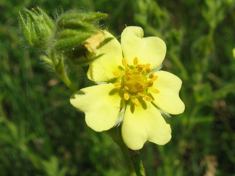 Sulphur cinquefoil (Potentilla recta)