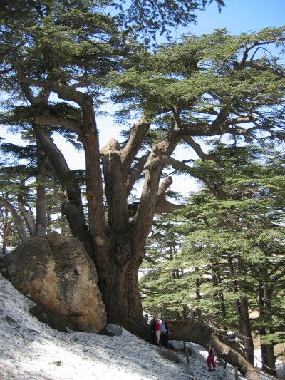 Cedar of Lebanon (Cedrus libani)