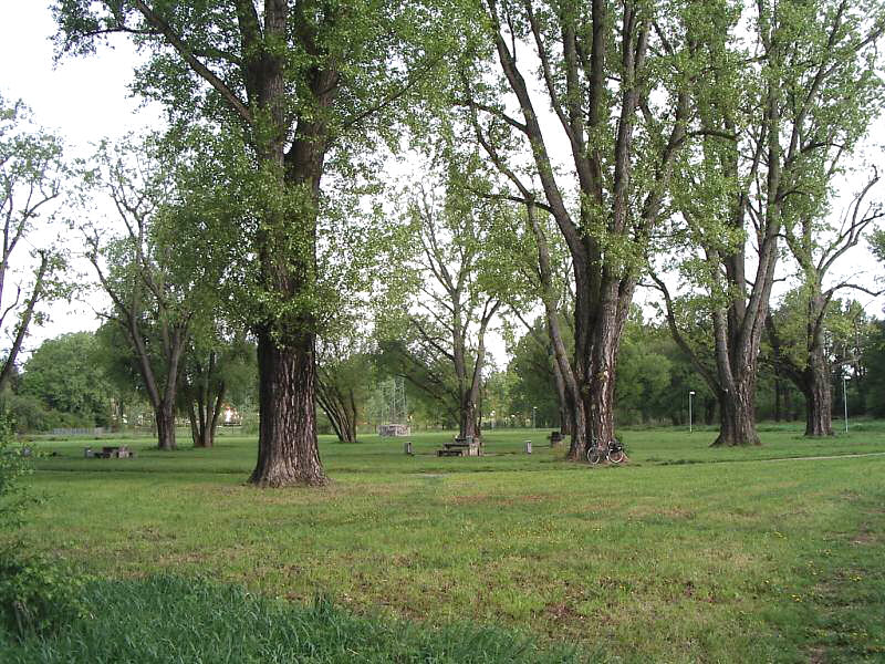 Grey poplar (Populus × canescens)