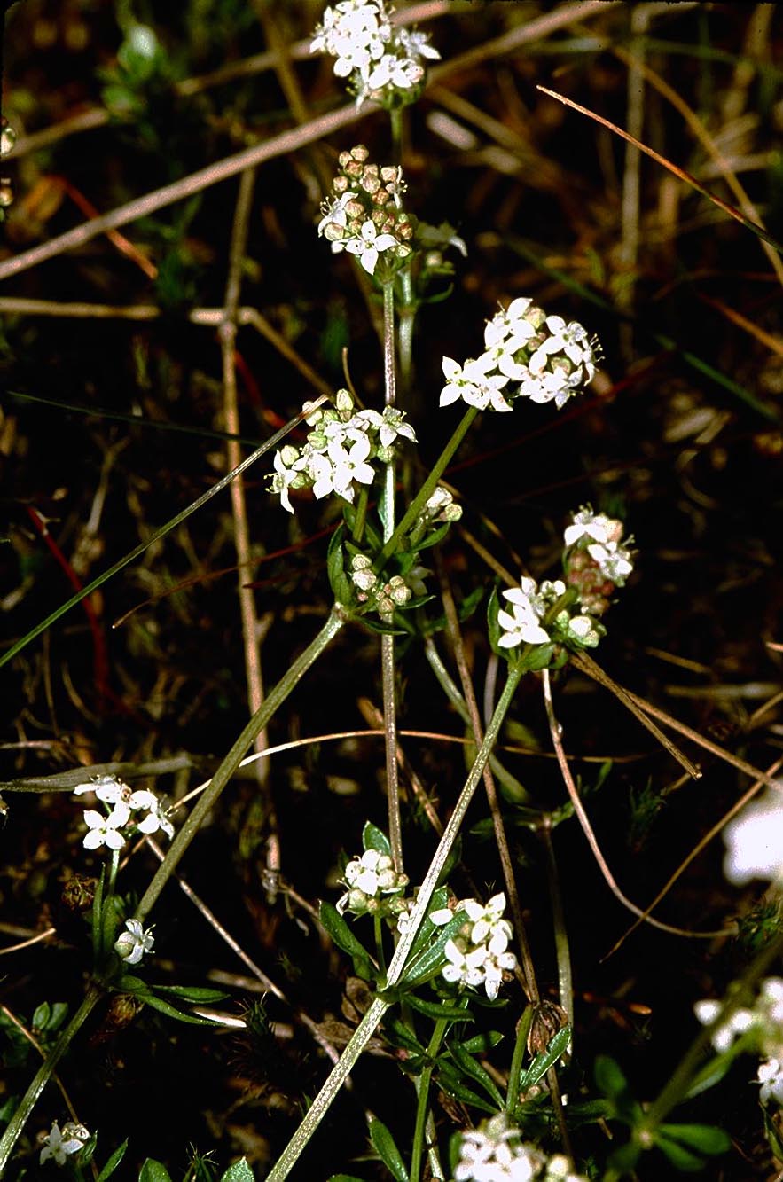 Liggend walstro (Galium saxatile)