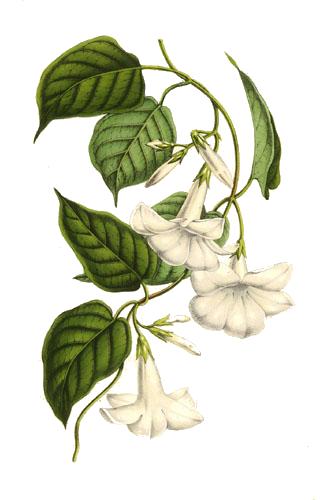 Chilean jasmine (Mandevilla laxa)
