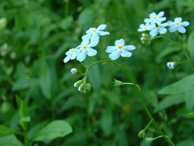 Water forget-me-not (Myosotis scorpioides)