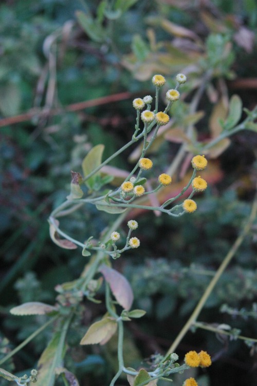 Costmary (Tanacetum balsamita)