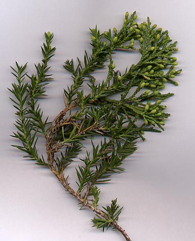 Genévrier de Pfitzer (Juniperus × pfitzeriana) (Juniperus × pfitzeriana)
