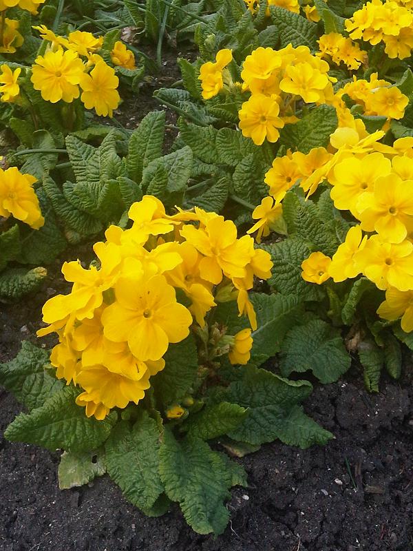 Polyanthus (Primula × polyantha)