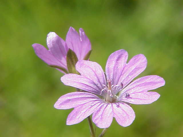 Hedgerow crane’s-bill (Geranium pyrenaicum)