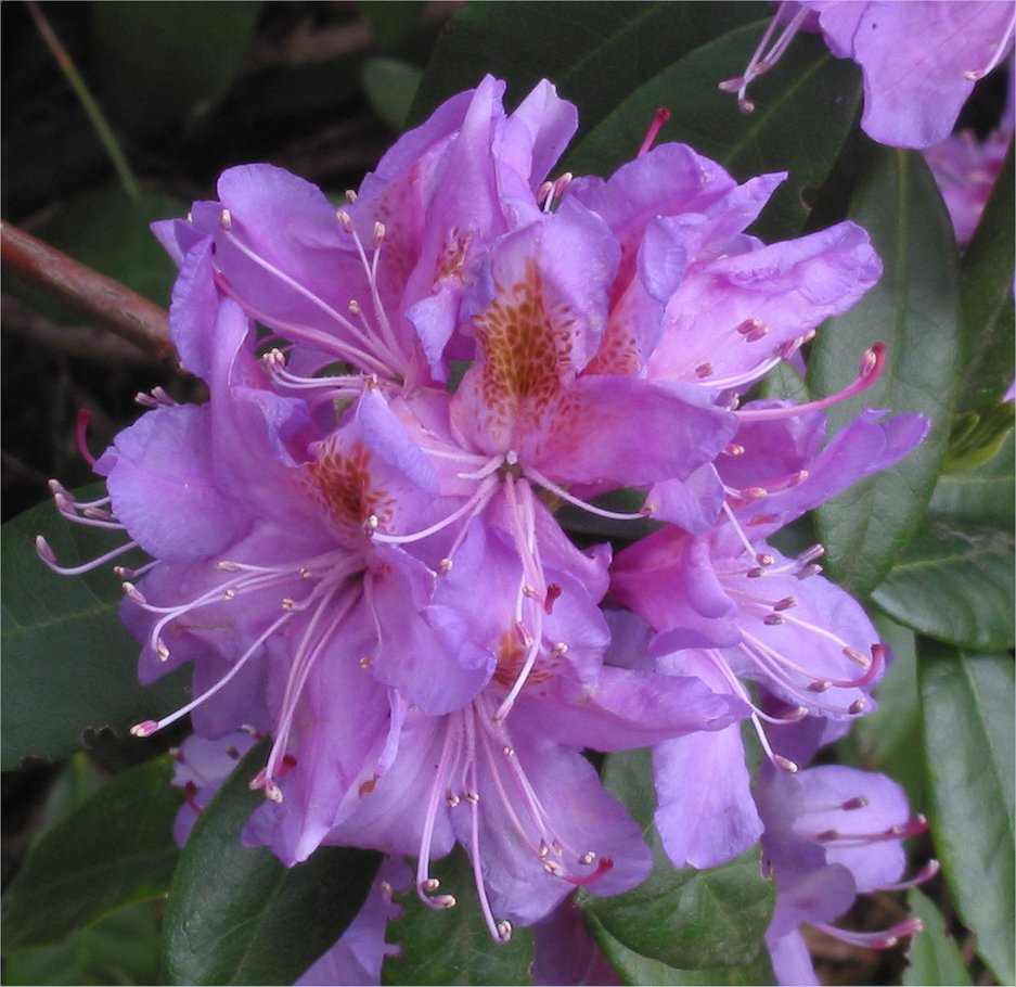 Pontische rododendron (Rhododendron ponticum)