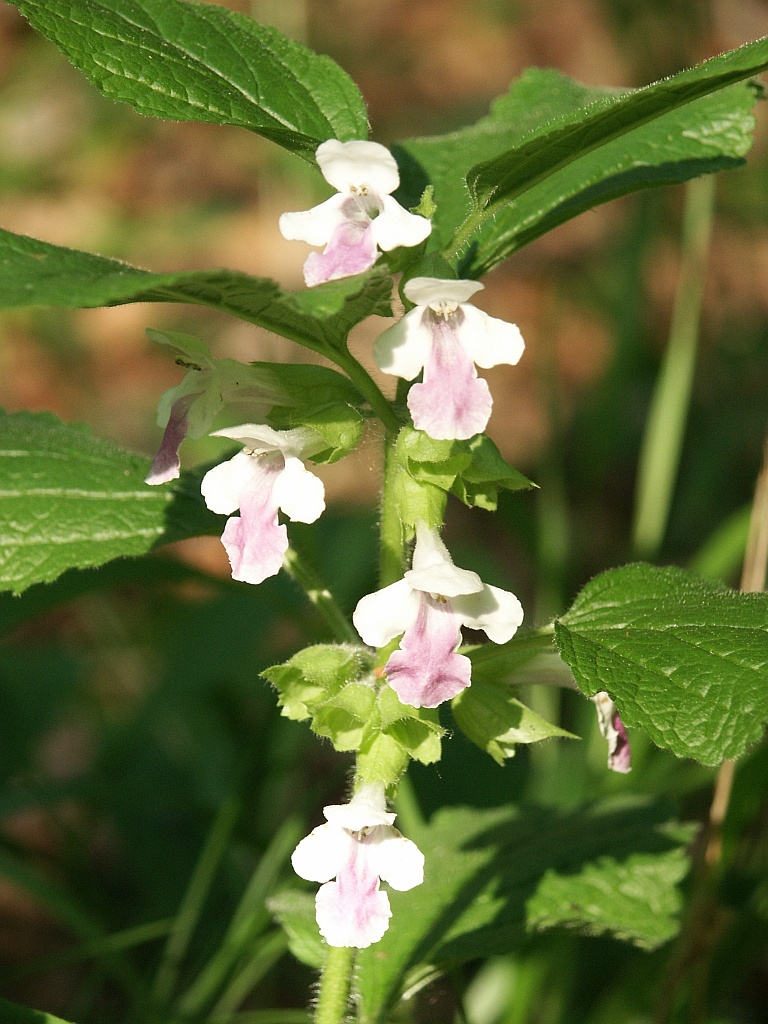 Bastard balm (Melittis melissophyllum)