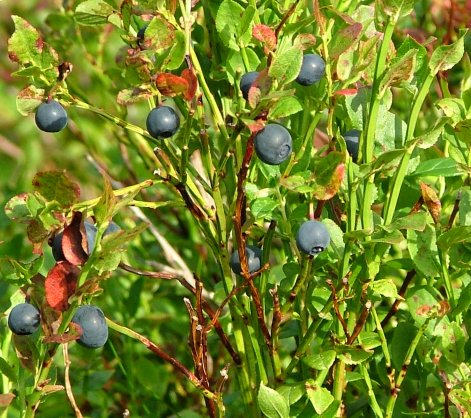 Bilberry (Vaccinium myrtillus)