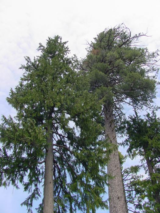 Lawson cypress (Chamaecyparis lawsoniana)