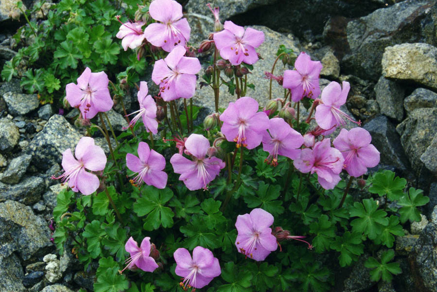 Dalmatian cranesbill (Geranium dalmaticum)
