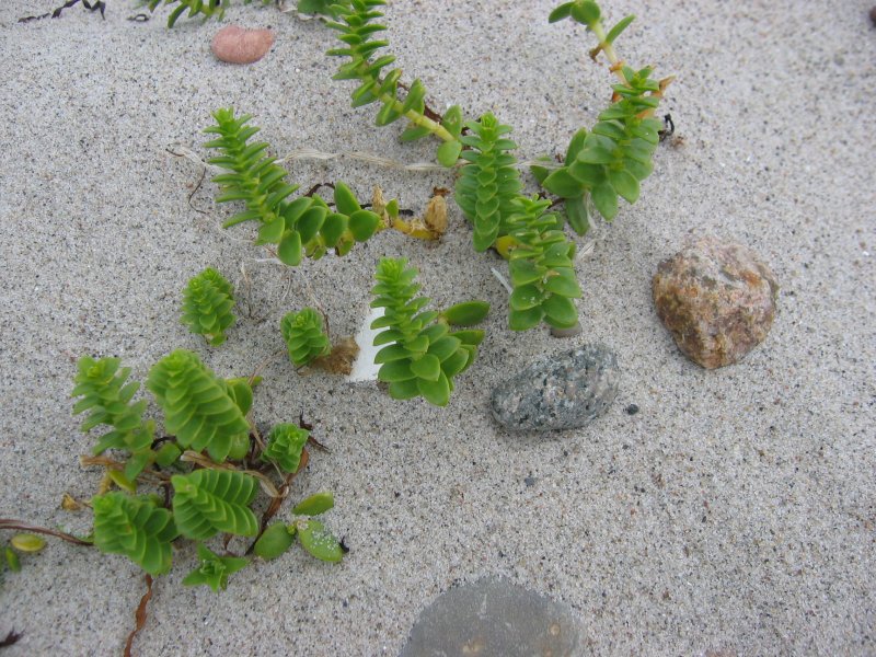 Zeepostelein (Honckenya peploides)