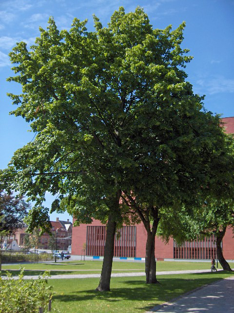 Common lime (Tilia × europaea)