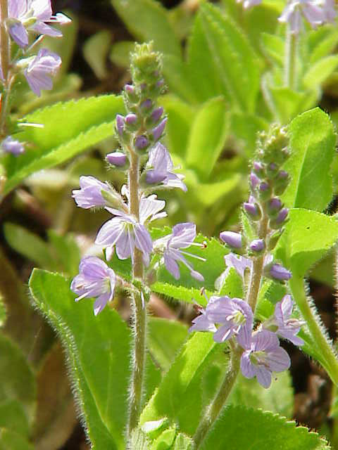 Heath speedwell (Veronica officinalis)