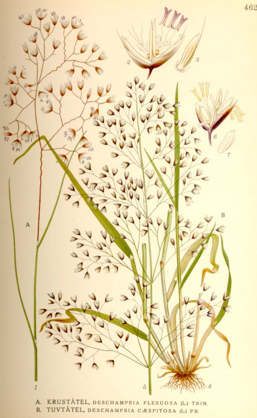 Wavy hair grass (Avenella flexuosa)