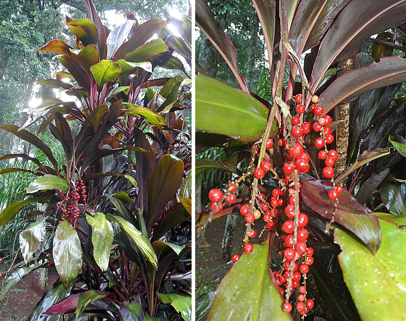 Ti plant (Cordyline fruticosa)