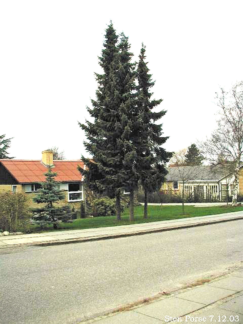 Serbian spruce (Picea omorika)