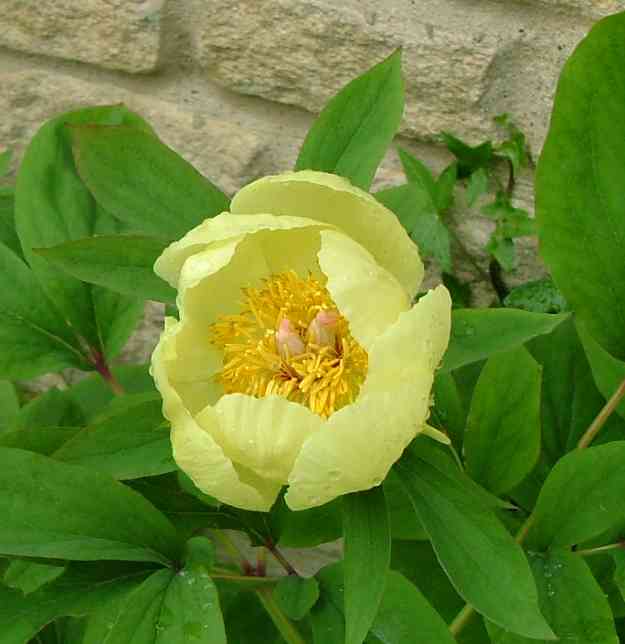 Molly-the-witch (Paeonia mlokosewitschii)