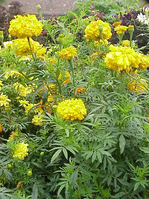 African marigold (Tagetes erecta)