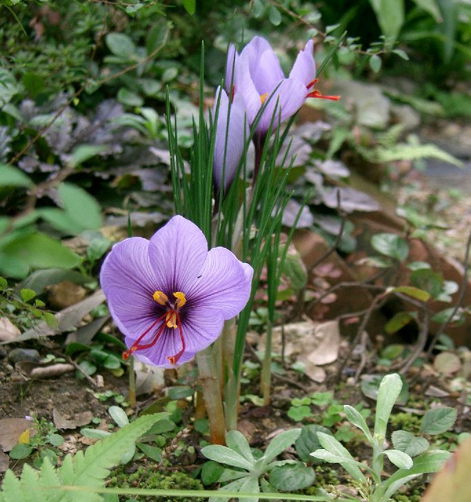 Saffron crocus (Crocus sativus)