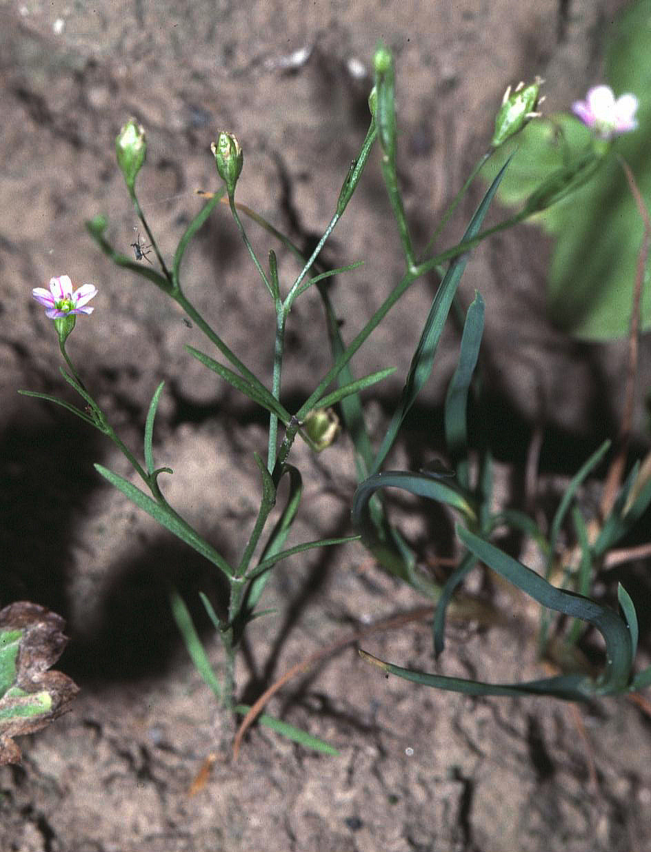 Cushion baby’s breath (Gypsophila muralis)