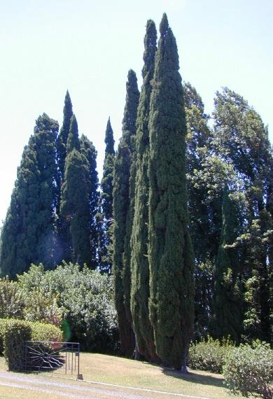 Italian cypress (Cupressus sempervirens)