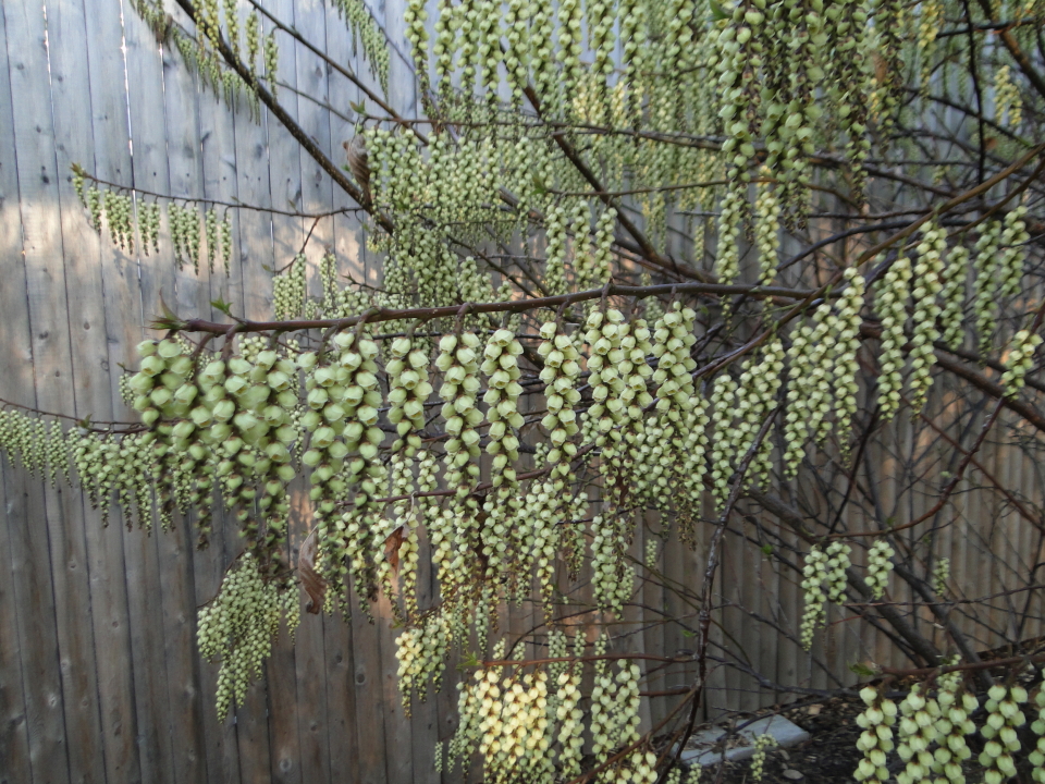 Early stachyurus (Stachyurus praecox)