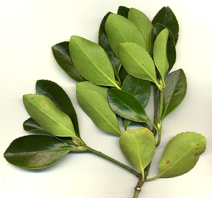 Japanese spindle (Euonymus japonicus)
