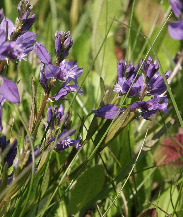 Common milkwort (Polygala vulgaris)