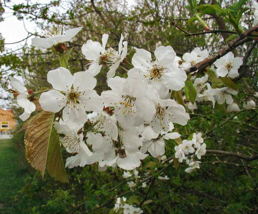 Wild cherry (Prunus avium)