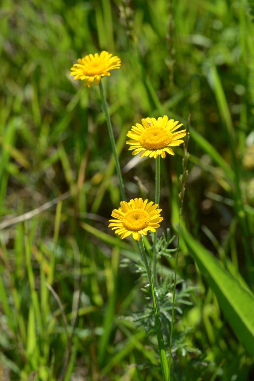 Anthémis des teinturiers (Cota tinctoria)