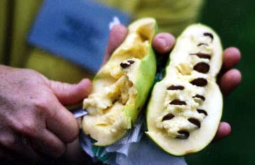 Pawpaw (Asimina triloba)