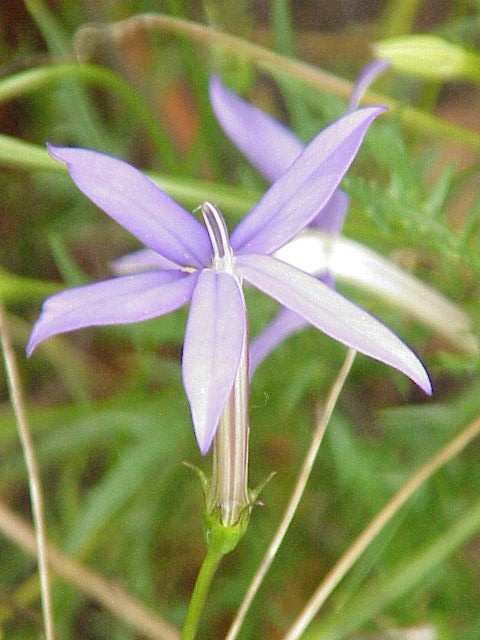 Rock isotome (Isotoma axillaris)