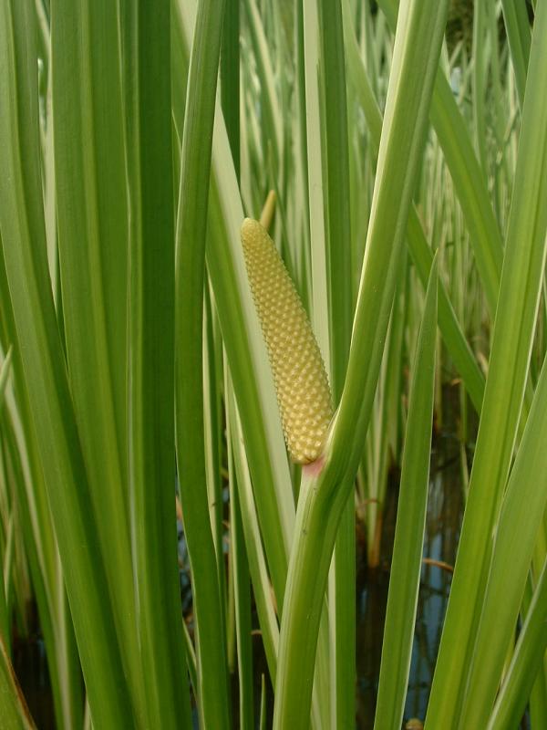 Sweet flag (Acorus calamus)