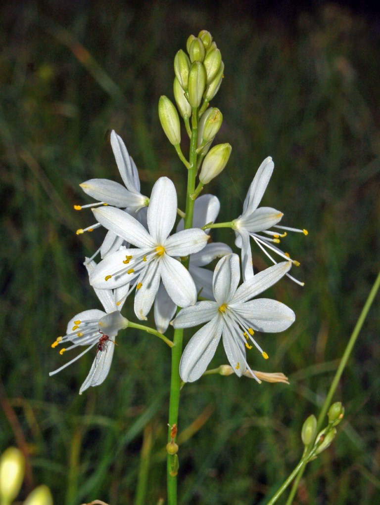 Branched St Bernard’s lily (Anthericum ramosum)