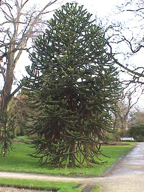 Monkey puzzle (Araucaria araucana)
