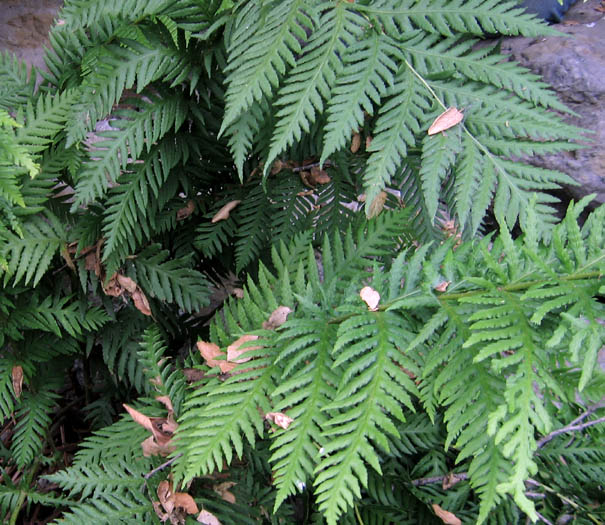 Giant chain fern (Woodwardia fimbriata)