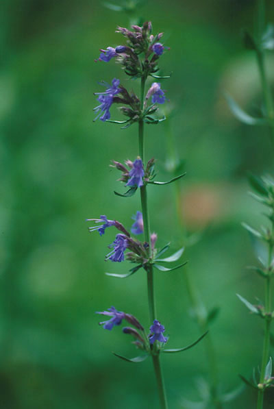 Hyssop (Hyssopus officinalis)