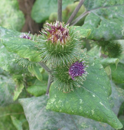 Greater burdock (Arctium lappa)