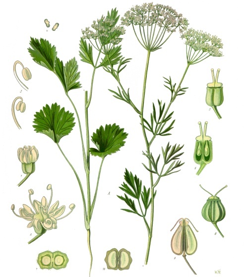 Anise (Pimpinella anisum)