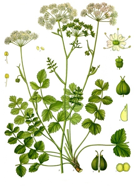 Burnet-saxifrage (Pimpinella saxifraga)