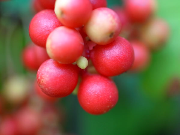 Chinese magnolia vine (Schisandra chinensis)