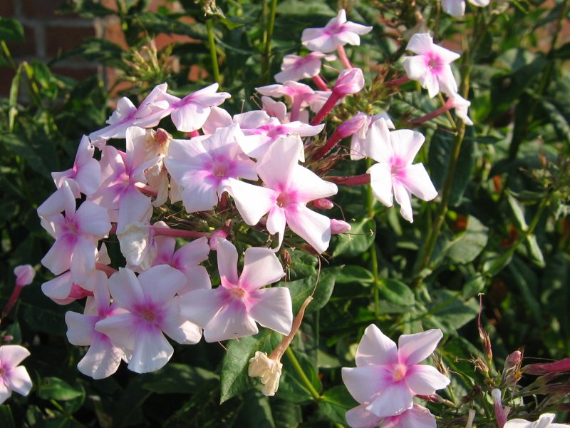 Garden phlox (Phlox paniculata)