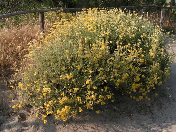 Curry plant (Helichrysum italicum)